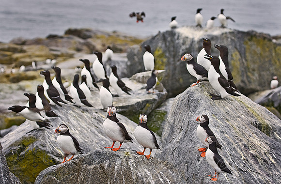 006 Razorbills & Puffins - Canada