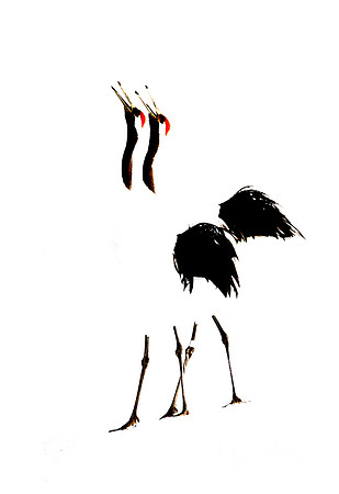 074 Red-crowned Cranes (Grus japonensis) - Hokkaido Japan