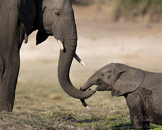 131 African Bush Elephants (Loxodonta africana) - Botswana