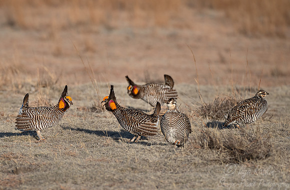 039 Greater prairie chickens (Tympanuchus cupido) - CO