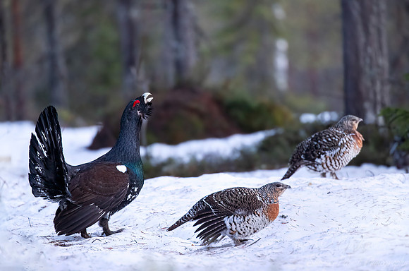074 Capercaillie female (Tetrao urogallus) - Finland