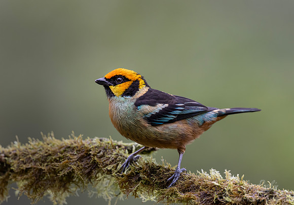 656 Flame-faced tanager (Tangara parzudakii) - Ecuador