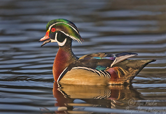 048 Wood Duck - NJ