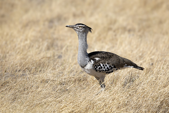 209 Kori bustard (Ardeotis kori) - Botswana