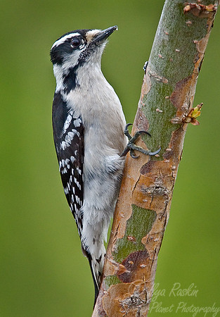 020 Downey Woodpecker - NJ