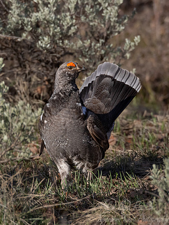 102 Dusky grouse (Dendragapus obscurus) - CO
