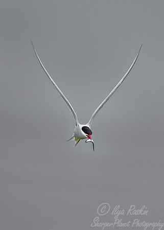 105 Arctic Tern (Sterna paradisaea) - ME
