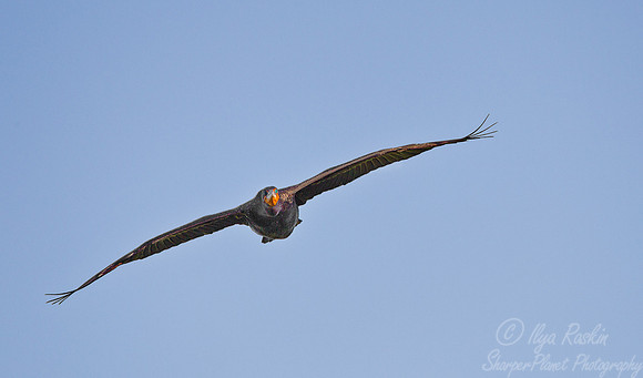 088 Double-crested Cormorant (Phalacrocorax auritus) - FL