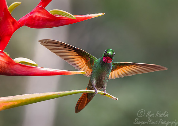 400 Brazilian ruby male (Heliodoxa rubricauda) - Brazil Atlantic forest