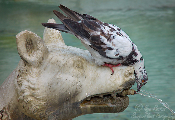 055 Common Pigeon - Italy