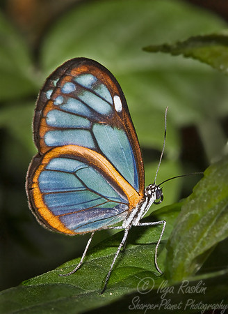 004_Glasswing Butterfly_Ecuador