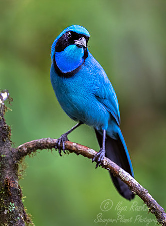 748 Turquoise jay (Cyanolyca turcosa)