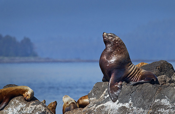 080 Steller Sea Lions (Eumetopias jubatus) - AK