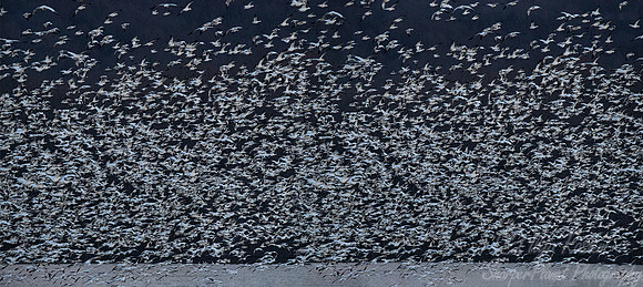 289 Snow geese (Anser caerulescens) - PA