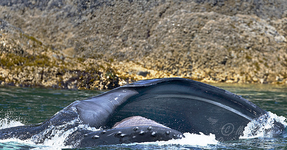 087 Humpback whale (Megaptera novaeangliae) - AK