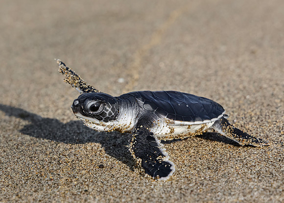 192 Green sea turtle (Chelonia mydas) Sumatra Indonesia