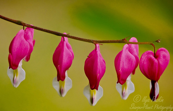 001_Bleeding Hearts_PA