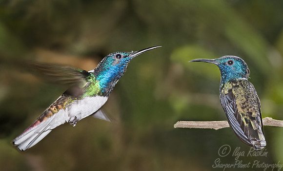 007 White-necked Jacobine - Ecuador