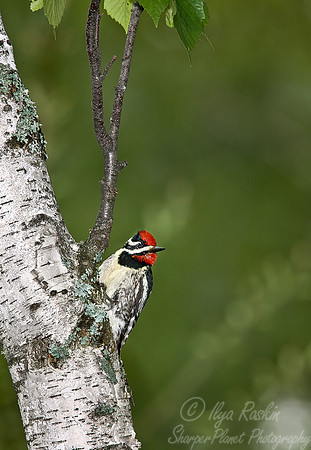 032 Yellow-bellied Sapsucker male - MI