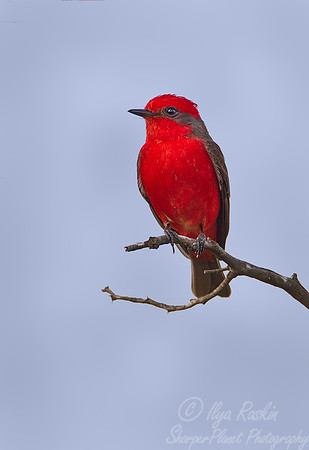 079 Vermilion Flycatcher (Pyrocephalus rubinus) - Ibera Wetlands Argentina