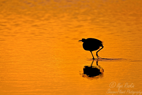 111 Tricolored Heron (Egretta tricolor) FL