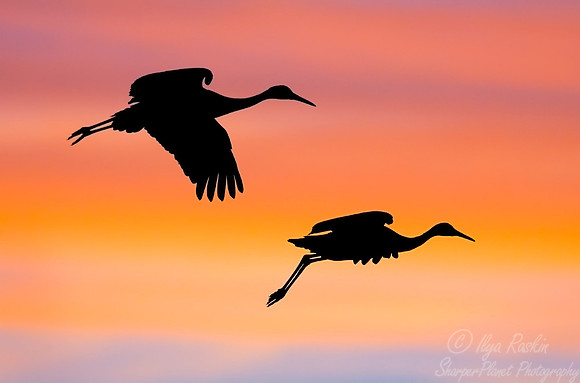 025 Sandhill Cranes - NM