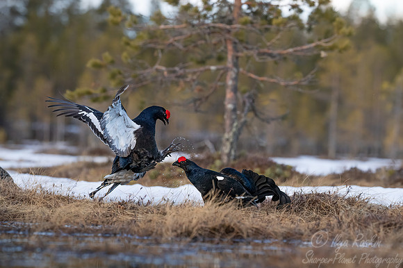 052 Black grouse (Lyrurus tetrix) - Finland