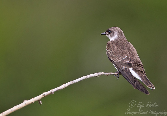092 Brown-chested Martin (Progne tapera) - Ibera Wetlands Argentina