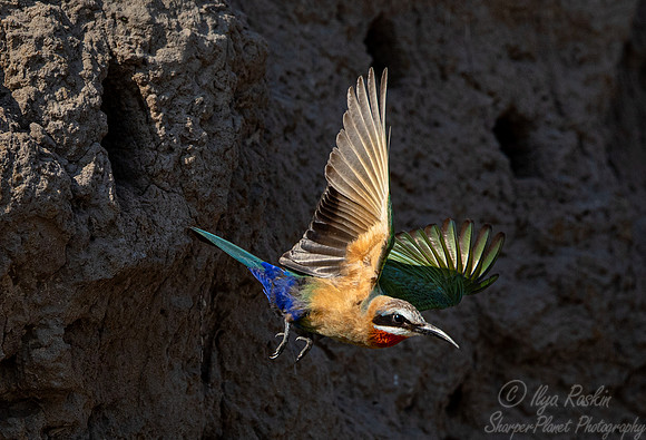 190 White-fronted bee-eater (Merops bullockoides) - Botswana