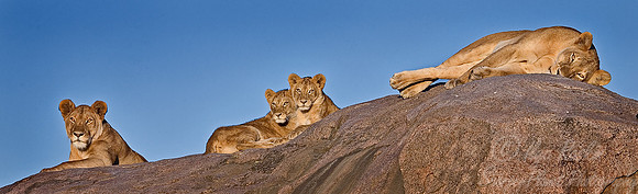 011_Lions_Tanzania