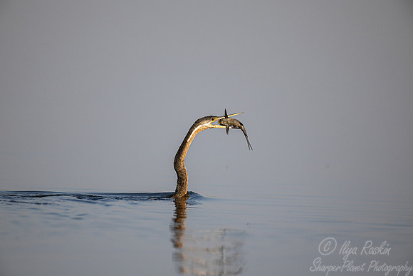 167 African darter (Anhinga rufa) - Botswana