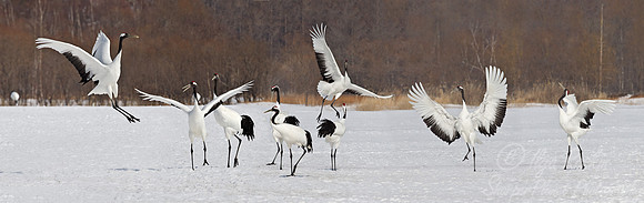 053 Red-crowned Cranes (Grus japonensis) - Hokkaido Japan