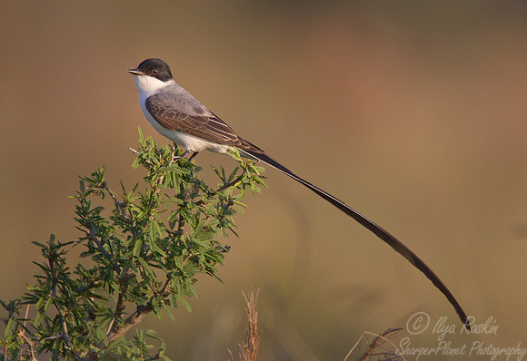 078 Fork-tailed Flycatcher (Tyrannus savana) - Ibera Wetlands Argentina