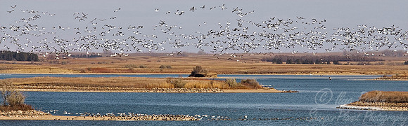013 Snow Geese - ND