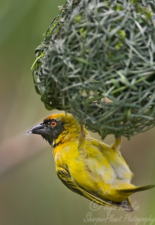027 African Masked Weaver (Ploceus velatus) - Madikwe - S Africa