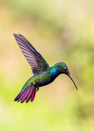 407 Black-throated mango (Anthracothorax nigricollis) - Brazil Atlantic forest
