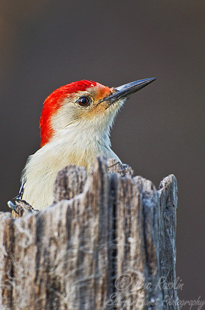 076 Red-bellied Woodpecker (Melanerpes carolinus) - NJ