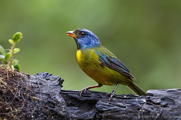 665 Moss-backed tanager (Bangsia edwardsi) - Ecuador