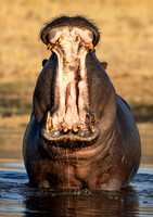 2024 Botswana Animals