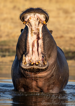 405 Hippopotamus (Hippopotamus amphibius) - Botswana
