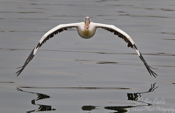 081 Great White Pelican (Pelecanus onocrotalus) - Namibia