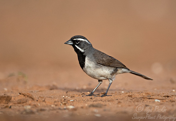 104 Black-throated sparrow (Amphispiza bilineata) - TX
