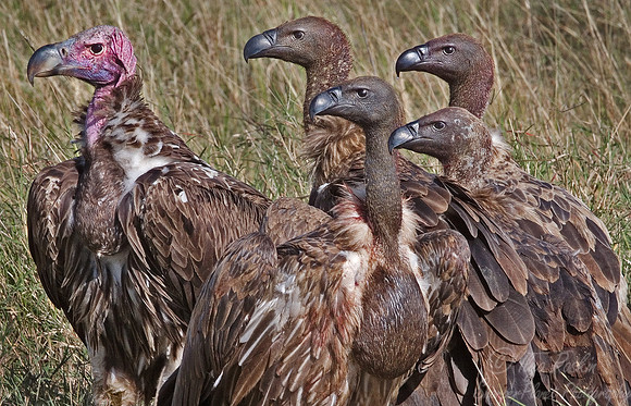 055 Lappet-faced and White-backed Vultures - Kenya