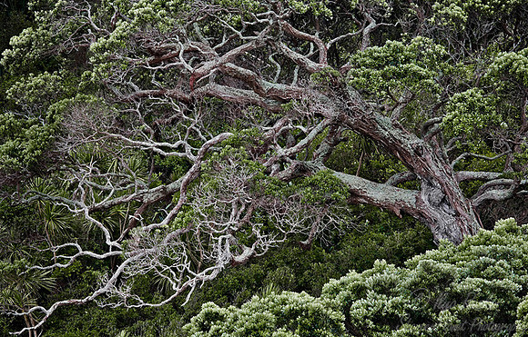 016_Pohutukawa Tree_New Zealand