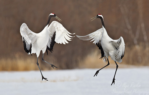 060 Red-crowned Cranes (Grus japonensis) - Hokkaido Japan