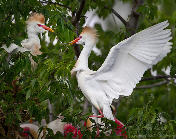 125 Cattle Egrets (Bubulcus ibis) - LA