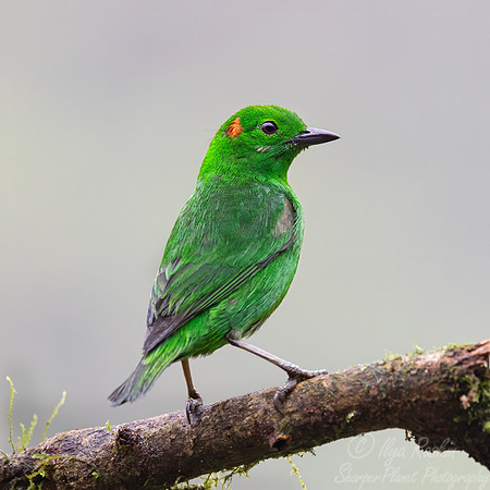 671 Glistening-green tanager (Chlorochrysa phoenicotis) - Ecuador