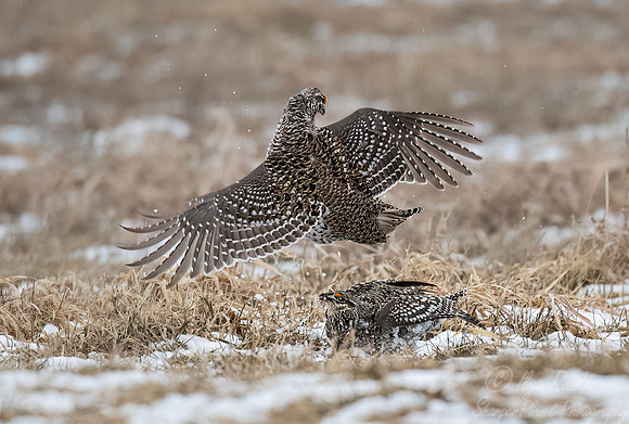 088 Sharp-tailed grouse (Tympanuchus phasianellus) - MN