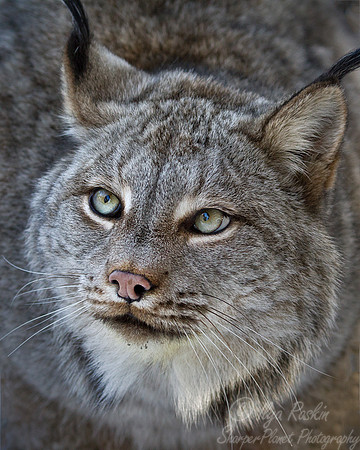 075 Canada lynx (Lynx canadensis) - Maine