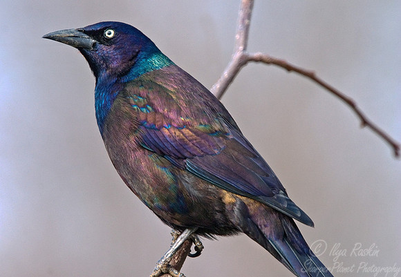 048 Common Grackle - NJ